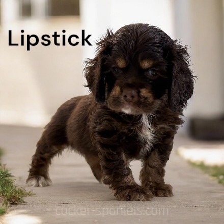 puppy, for, sale, Cocker Spaniel, Joe & Cherri  Overlease, dog, breeder, Miller, MO, dog-breeder, puppy-for-sale, forsale, nearby, find, puppyfind, locator, puppylocator, aca